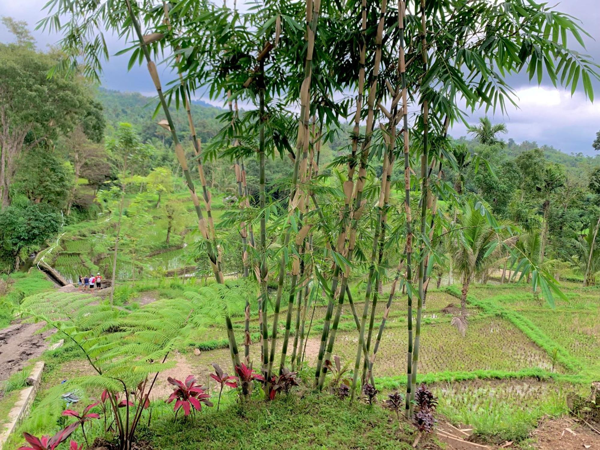 The Alam Tetebatu Bungalow & Restaurant Ngoại thất bức ảnh