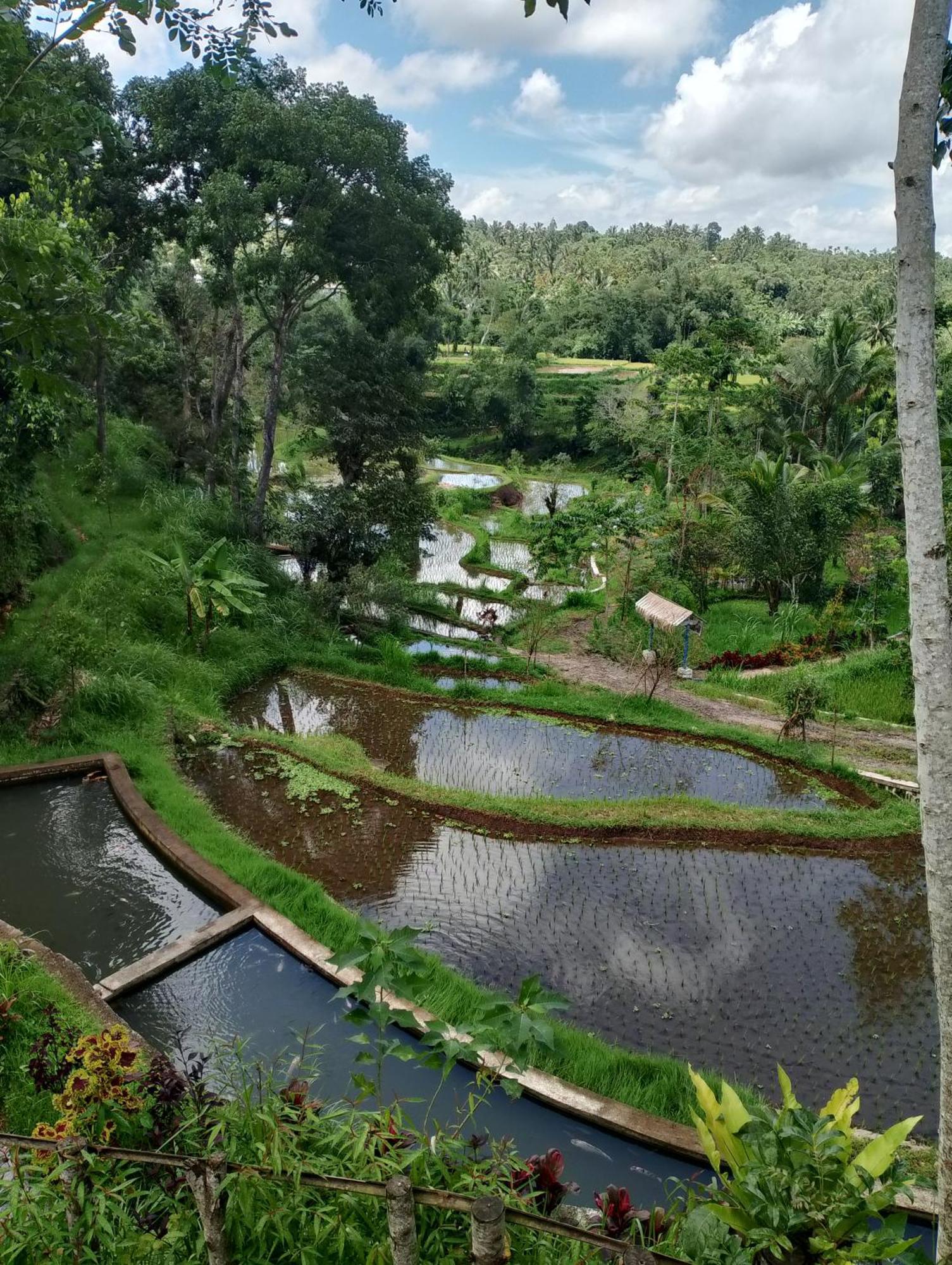 The Alam Tetebatu Bungalow & Restaurant Ngoại thất bức ảnh